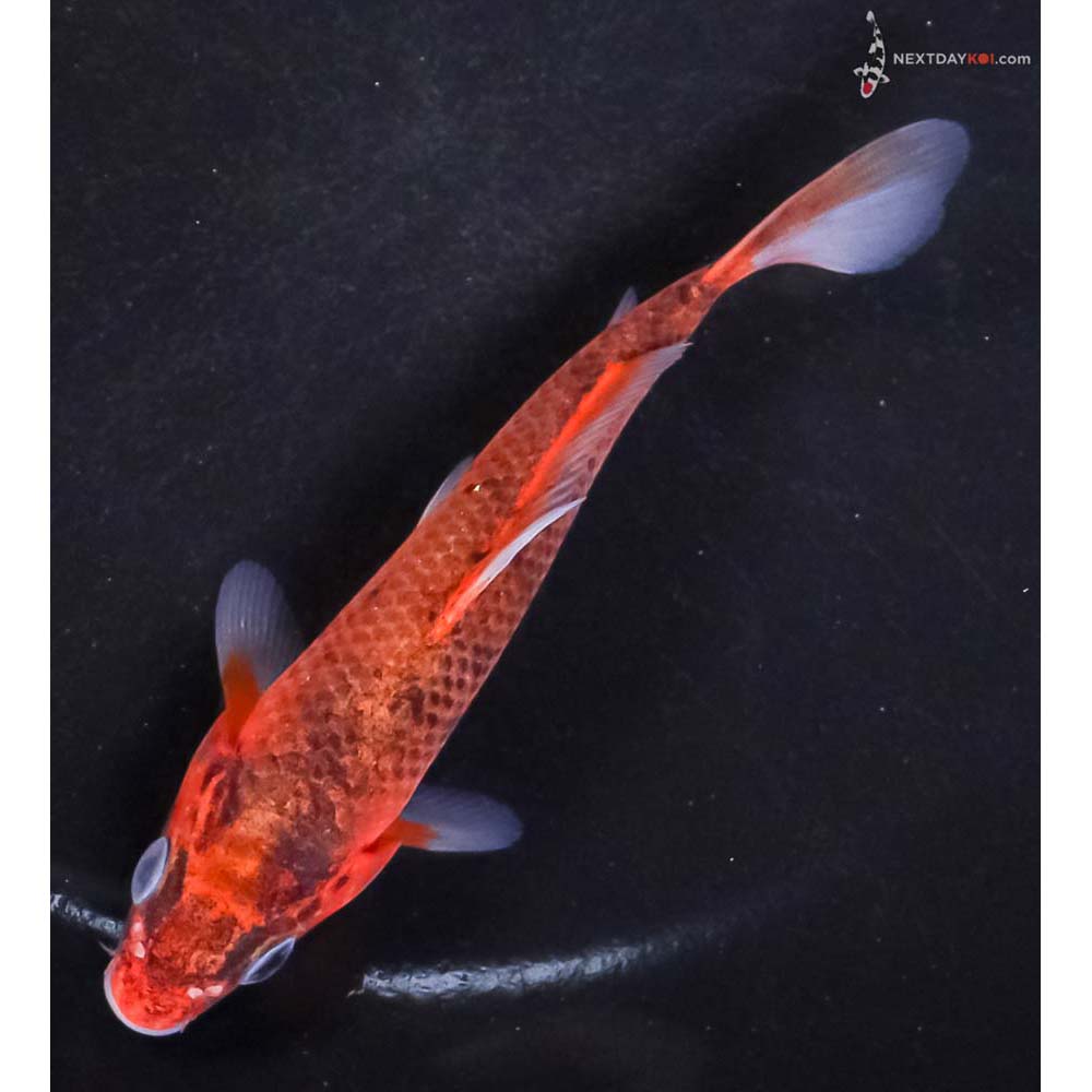 4.5” Imported Goromo