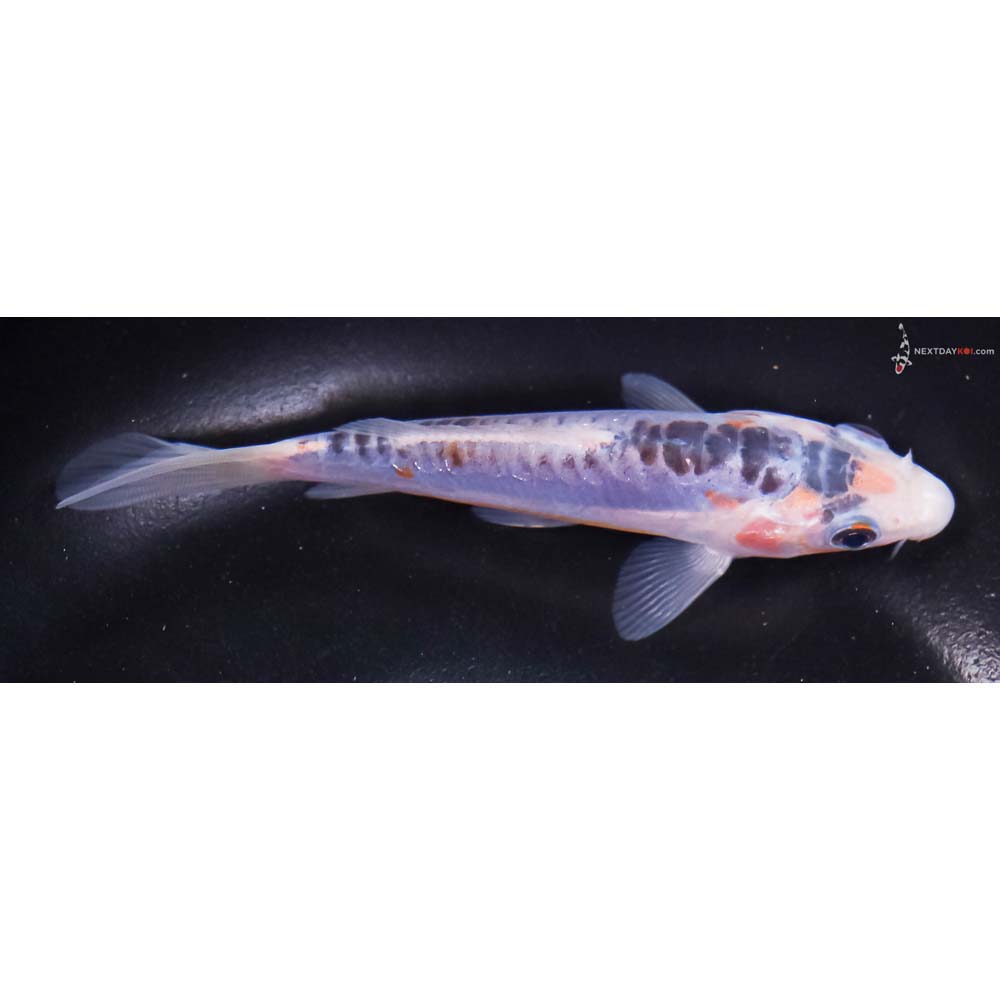 5” Imported Shusui