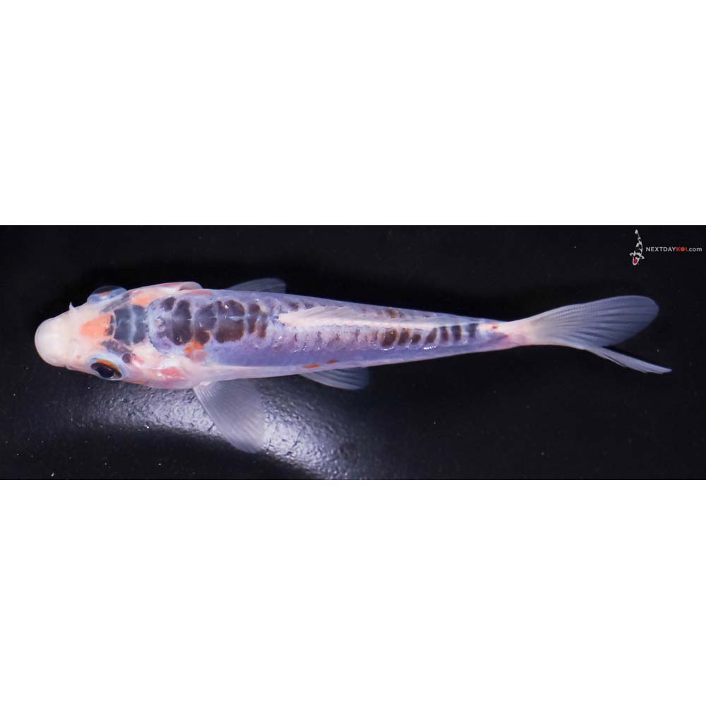 5” Imported Shusui