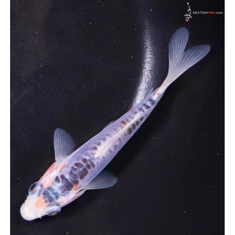 5” Imported Shusui