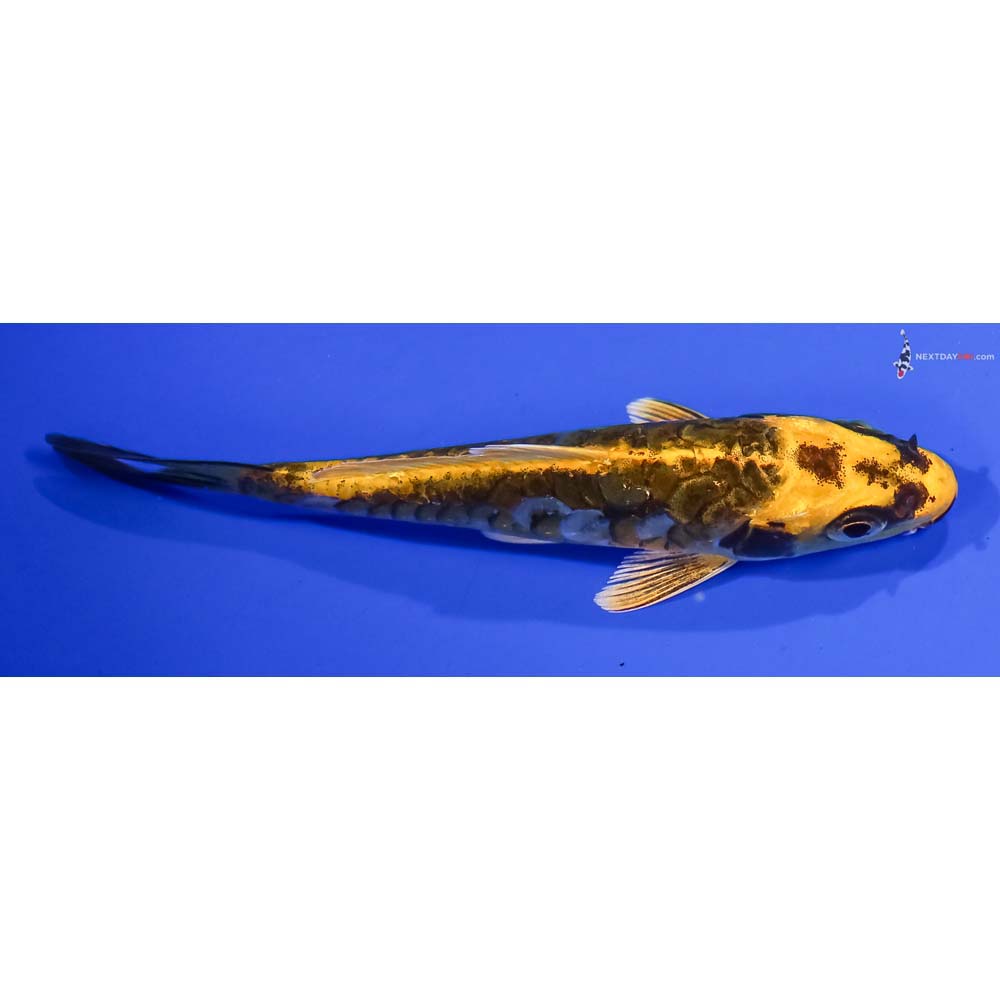 4.5” Imported Kin Kikokuryu
