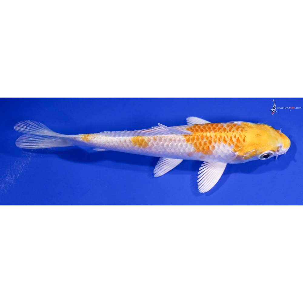5” Imported Lemon Hariwake