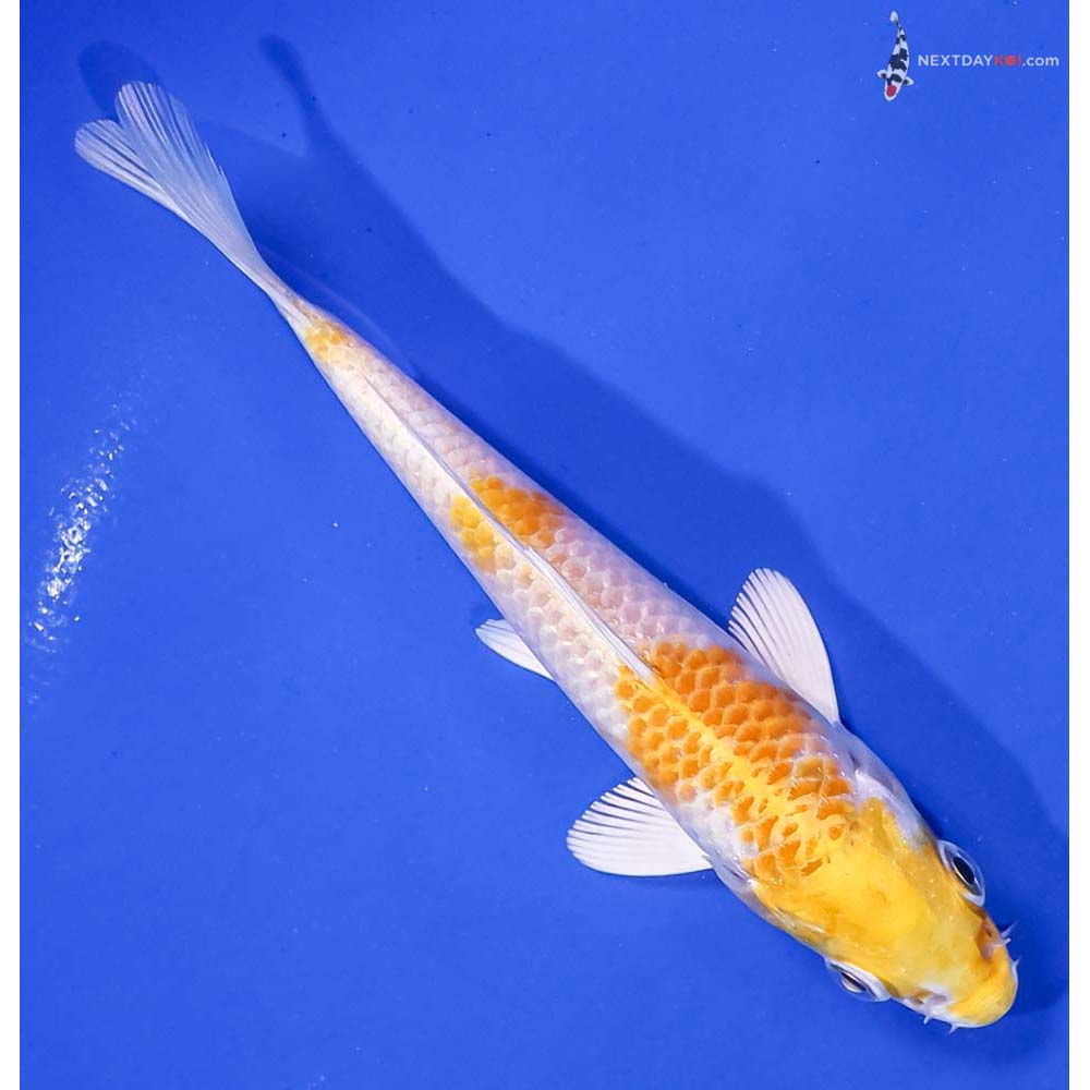 5” Imported Lemon Hariwake
