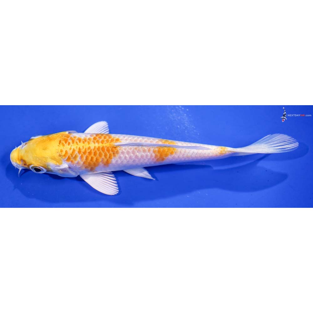 5” Imported Lemon Hariwake