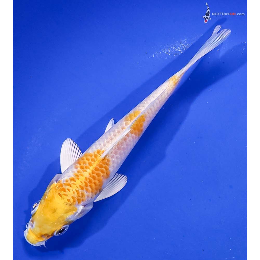 5” Imported Lemon Hariwake