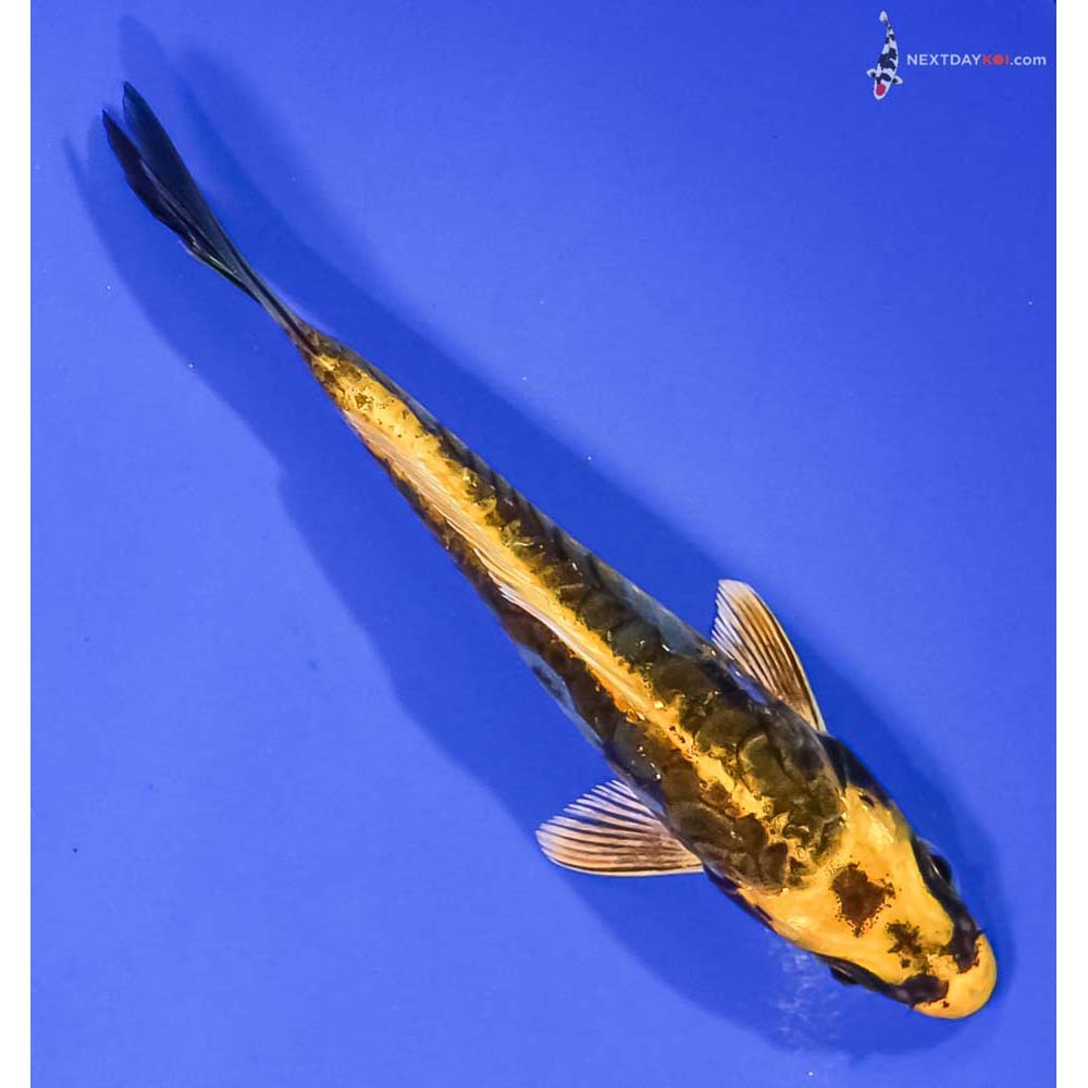 4.5” Imported Kin Kikokuryu