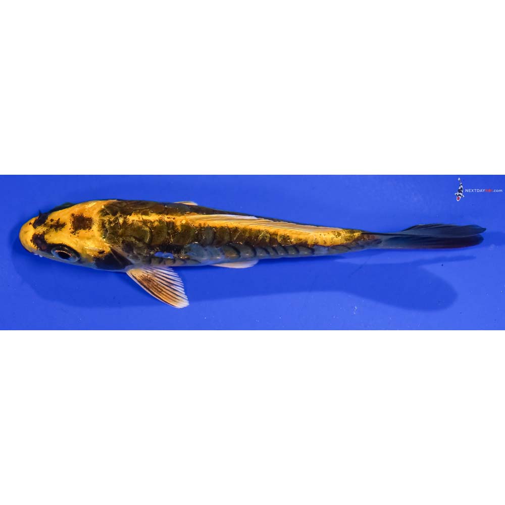 4.5” Imported Kin Kikokuryu