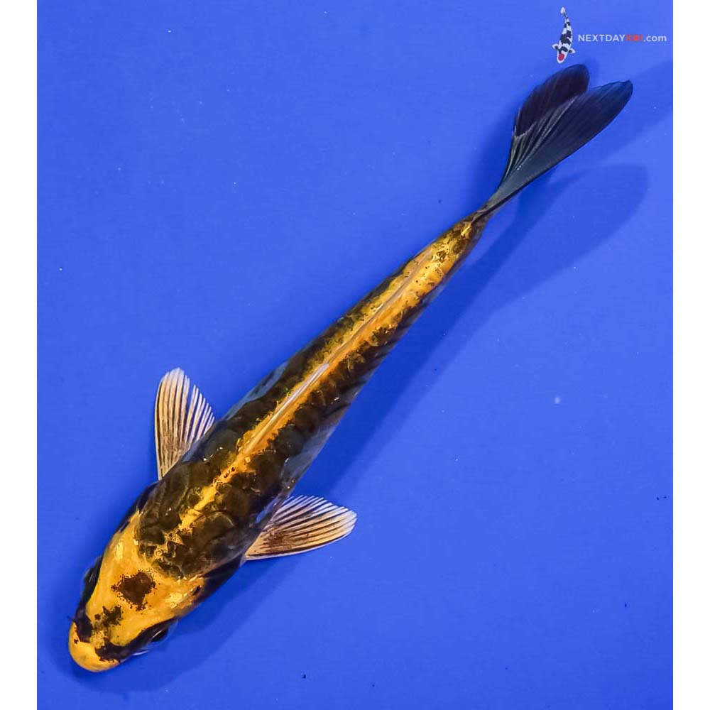 4.5” Imported Kin Kikokuryu