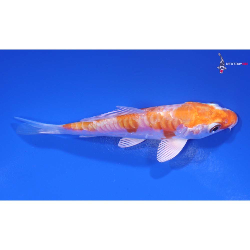 3.5” Imported Kikusui