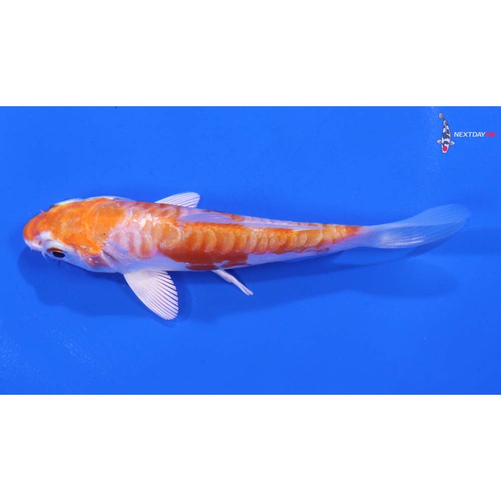 3.5” Imported Kikusui