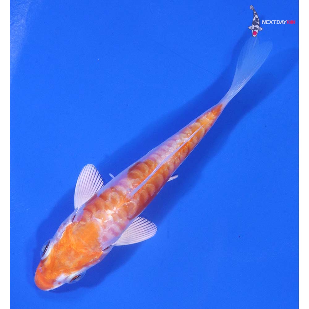 3.5” Imported Kikusui