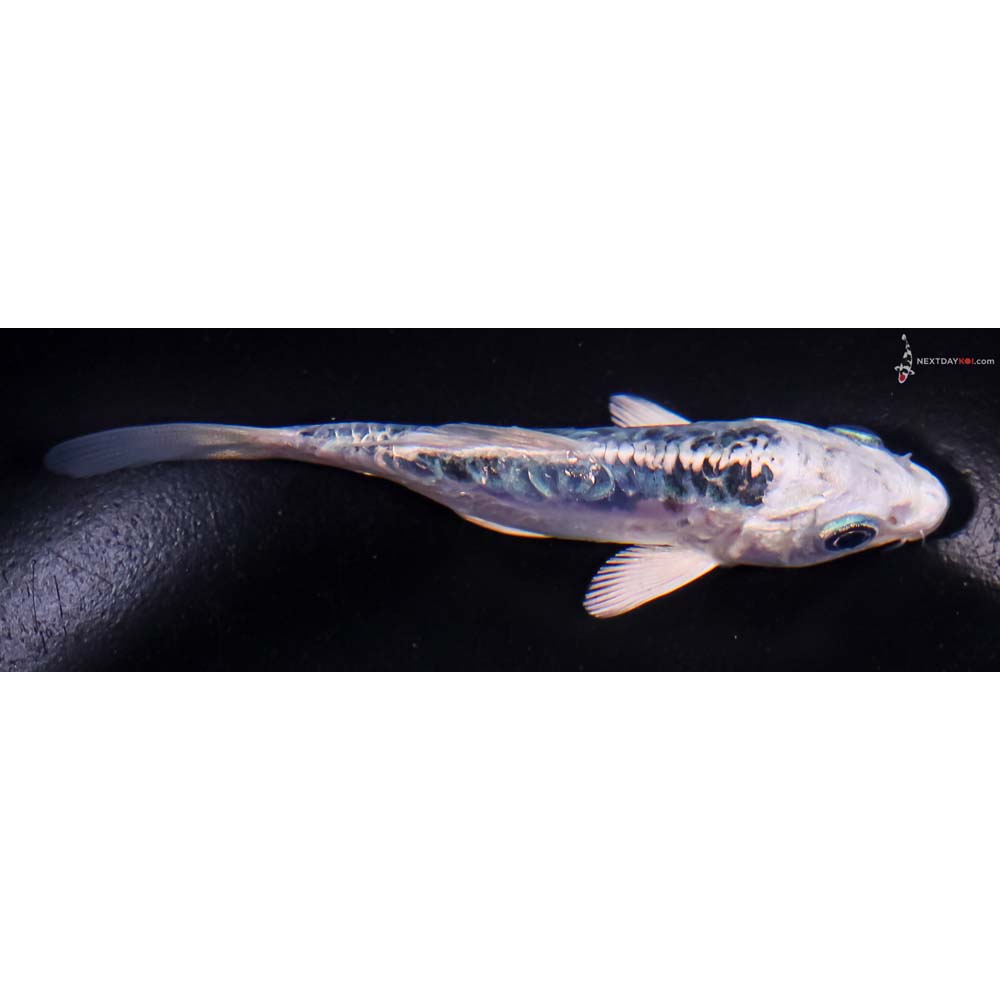 4” Imported Doitsu Blue Gin Matsuba