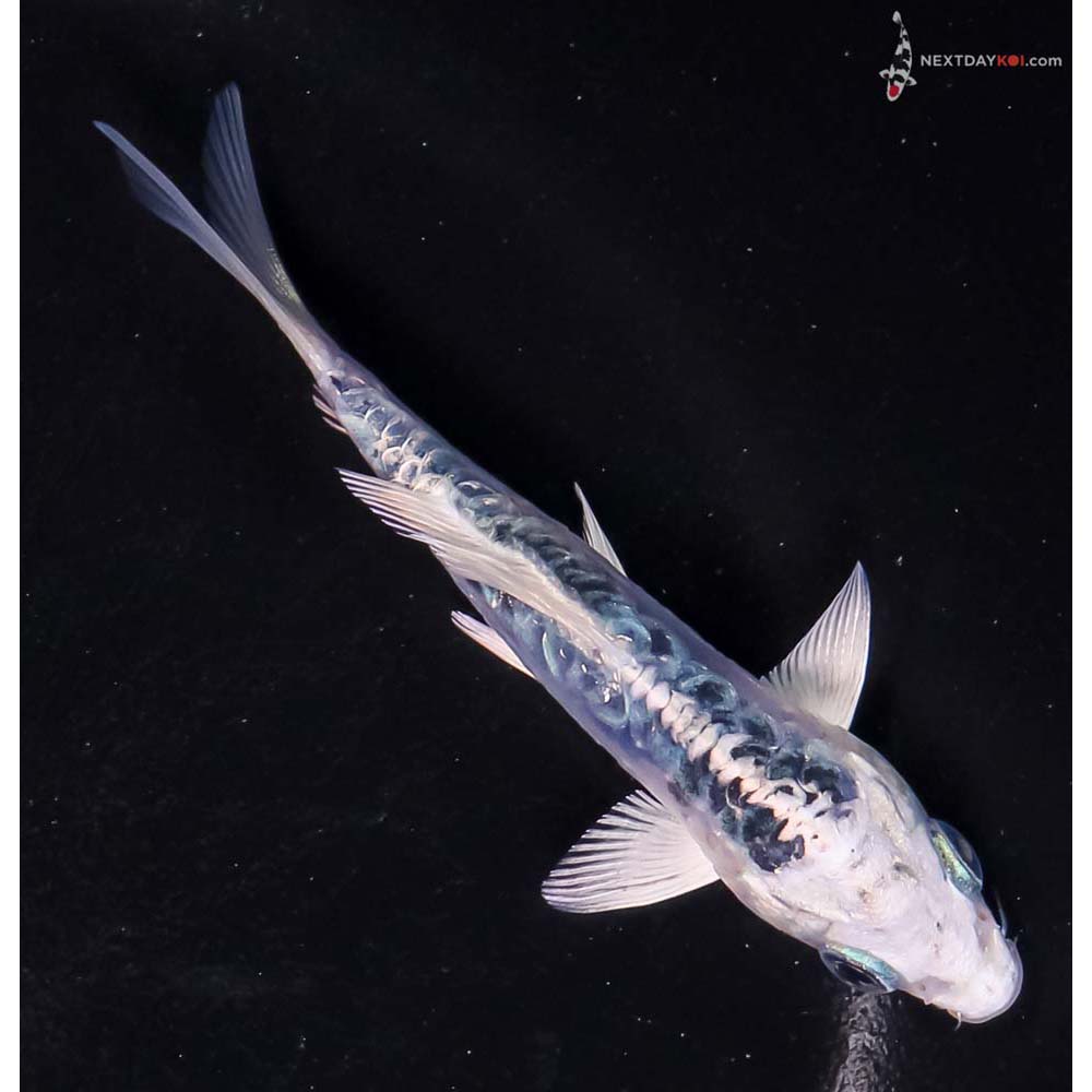 4” Imported Doitsu Blue Gin Matsuba