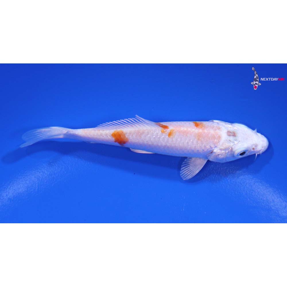 3.5” Imported Hariwake