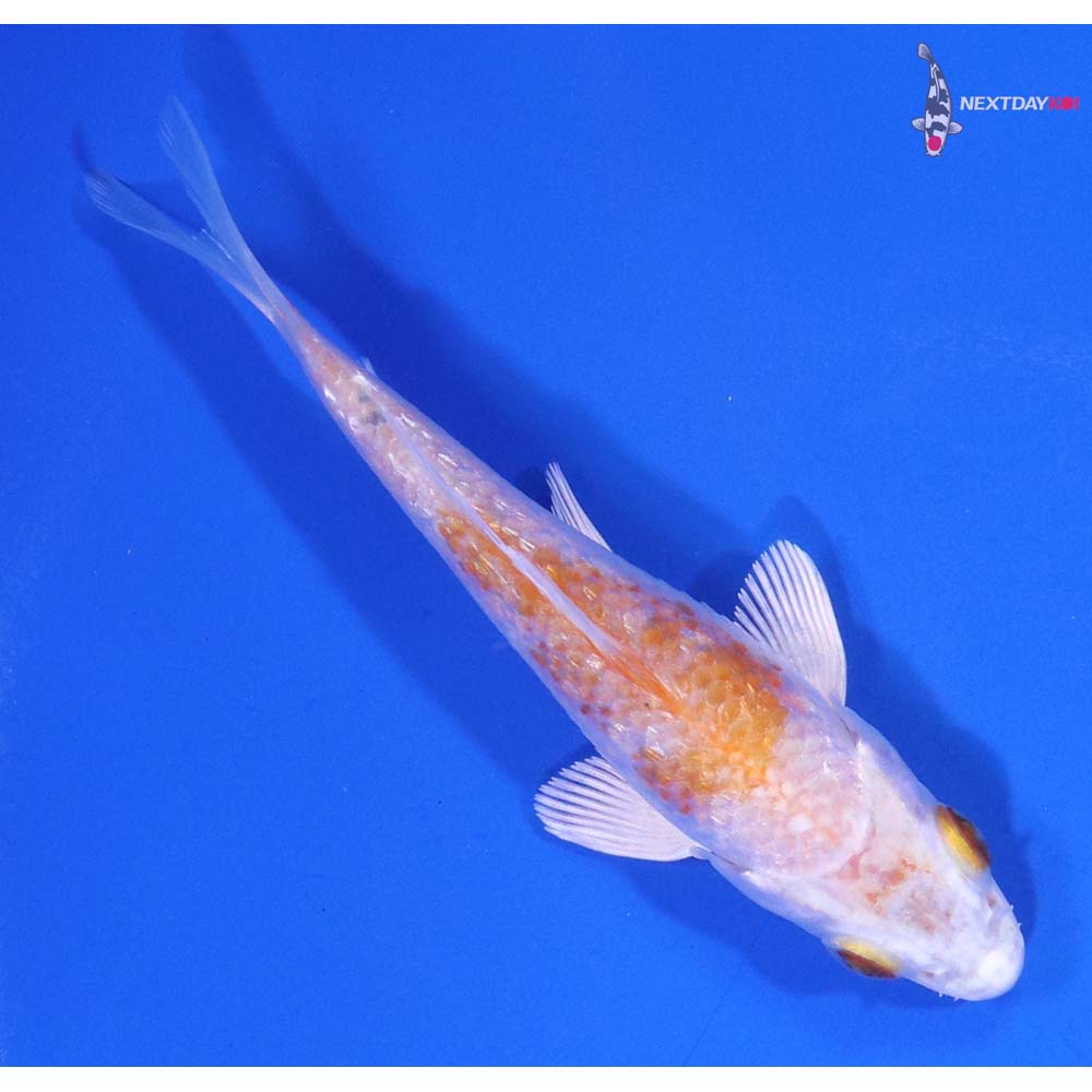 3.5” Imported Gin Rin Hariwake