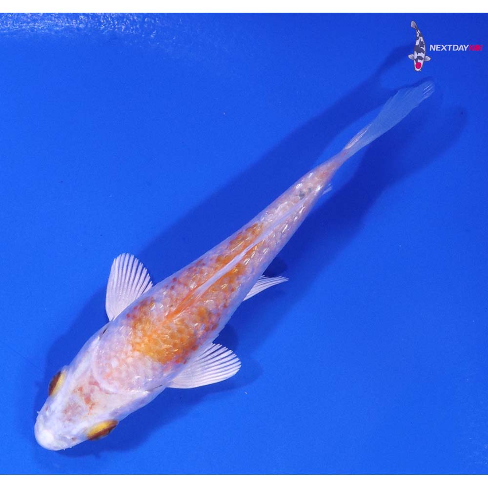 3.5” Imported Gin Rin Hariwake