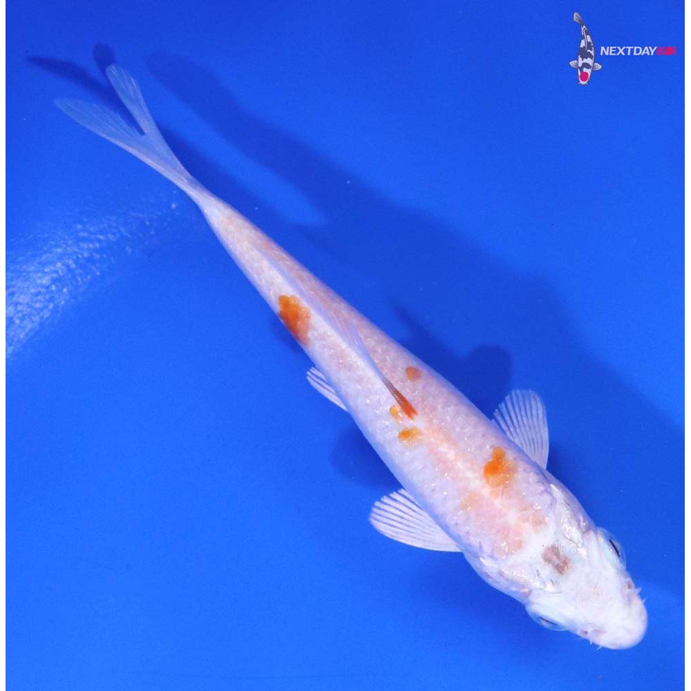 3.5” Imported Hariwake