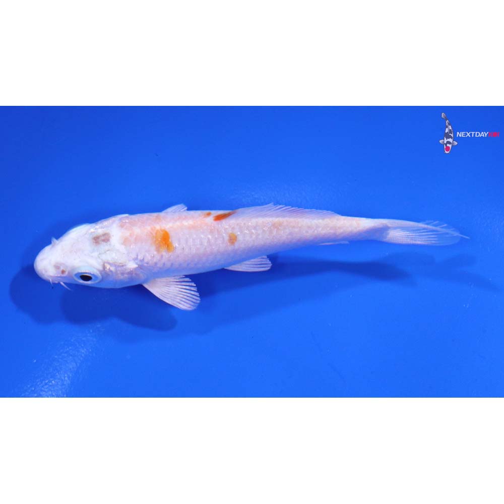 3.5” Imported Hariwake