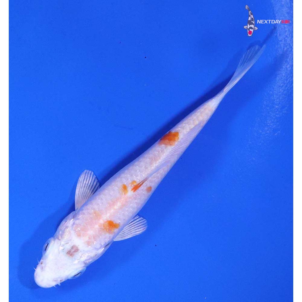 3.5” Imported Hariwake