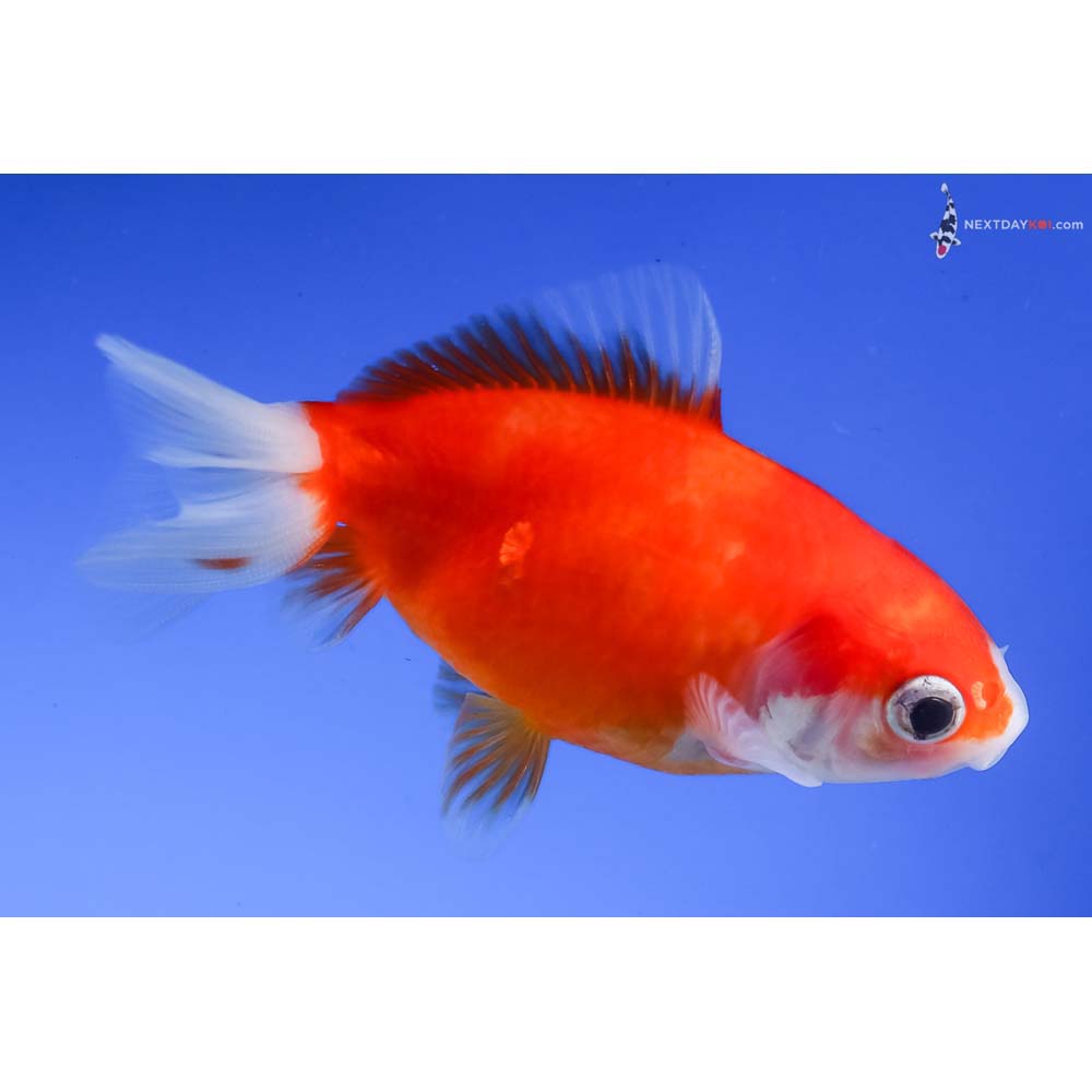 3” Imported Red and White Wakin