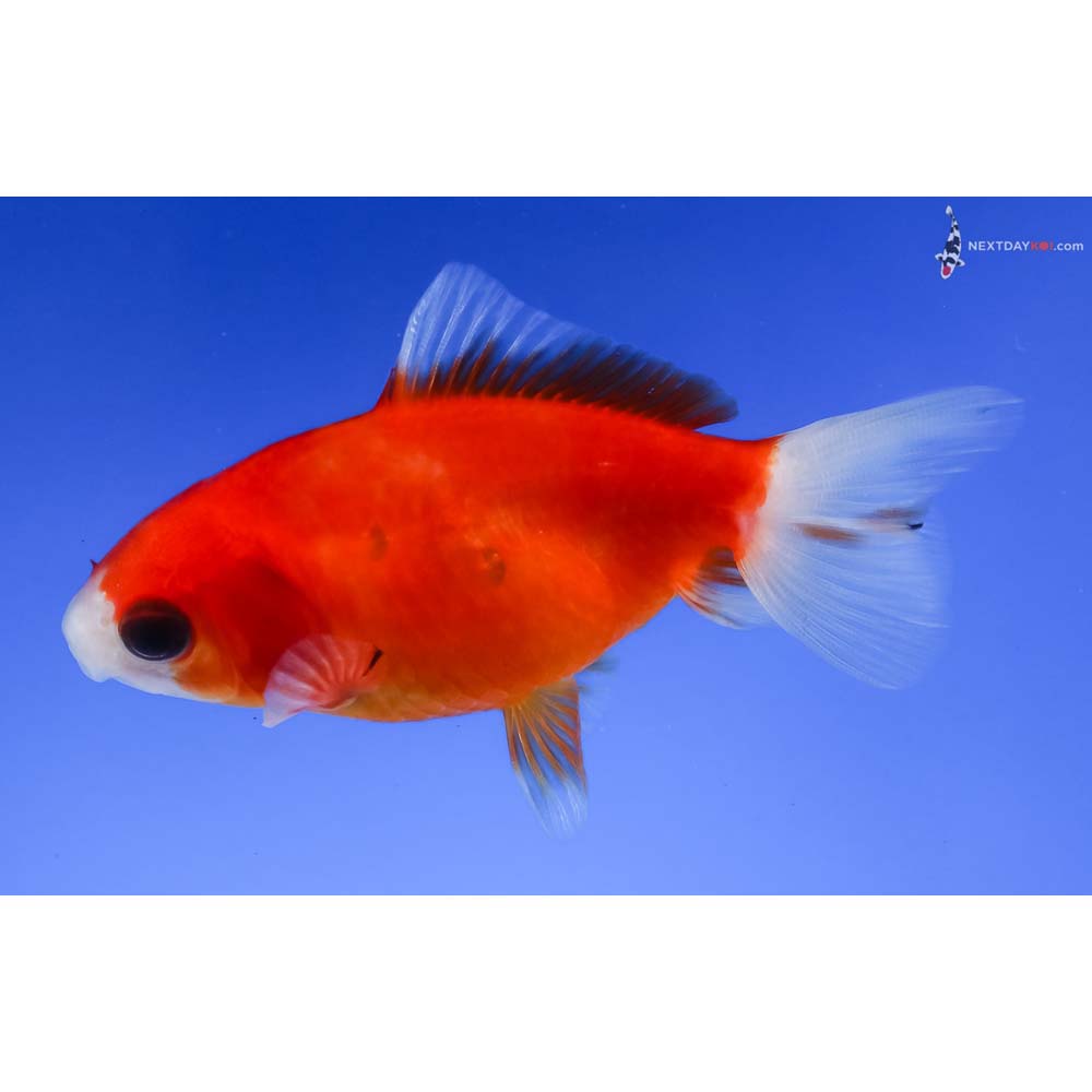 3” Imported Red and White Wakin
