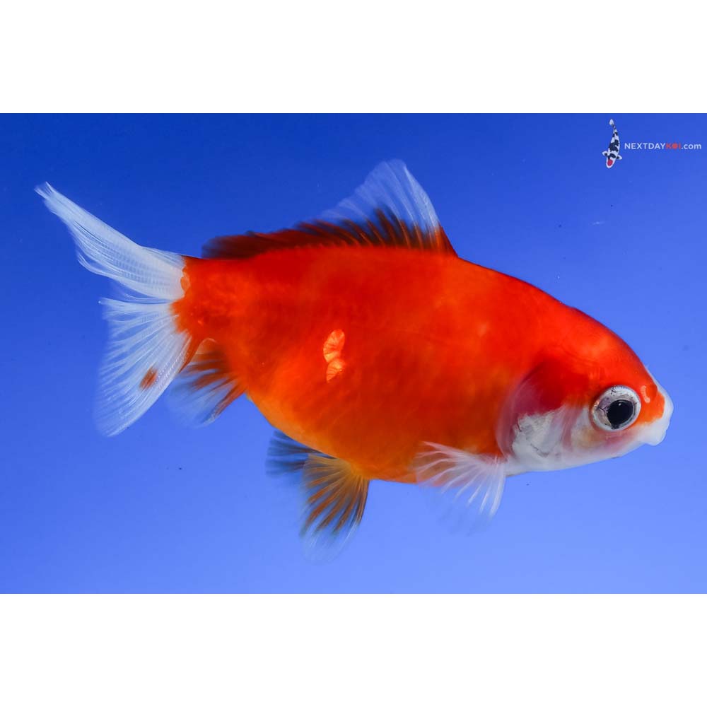 3” Imported Red and White Wakin