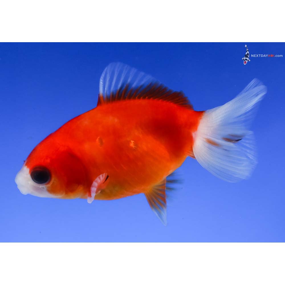 3” Imported Red and White Wakin