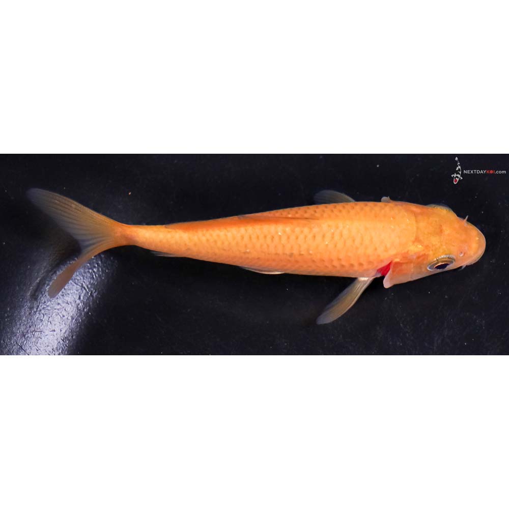 4” Imported Chagoi