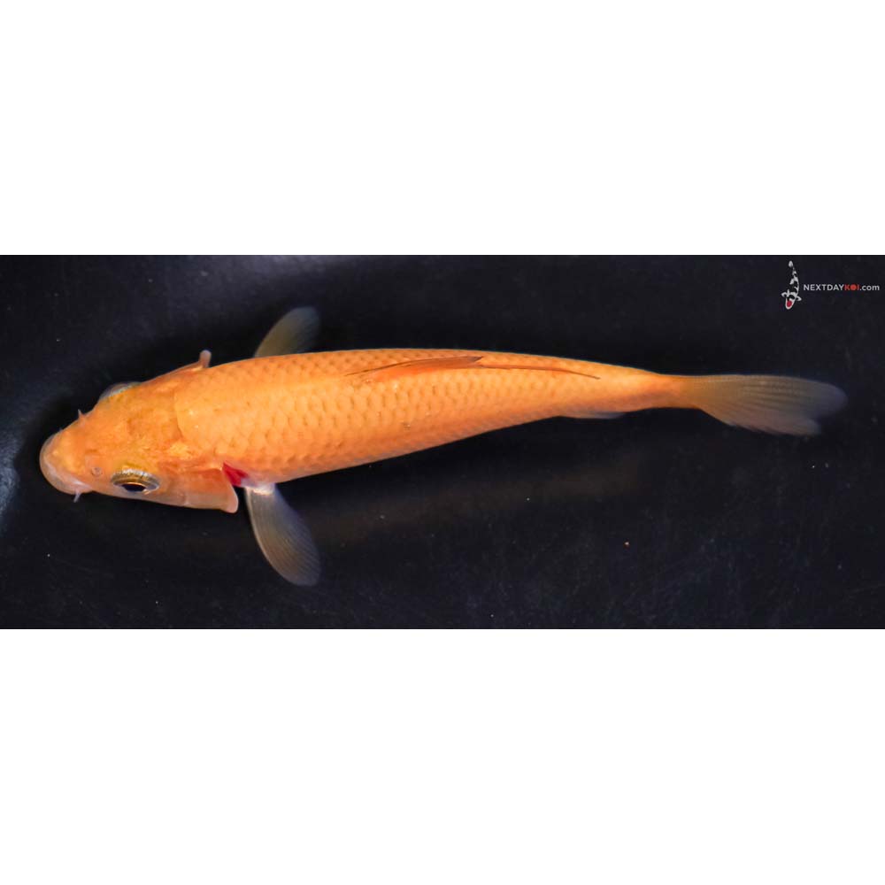 4” Imported Chagoi