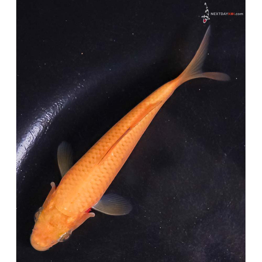 4” Imported Chagoi