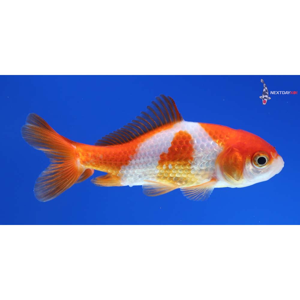 3” Imported Red and White Wakin