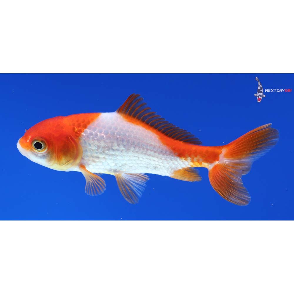 3” Imported Red and White Wakin