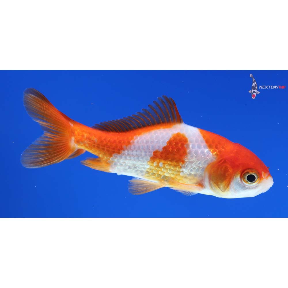 3” Imported Red and White Wakin