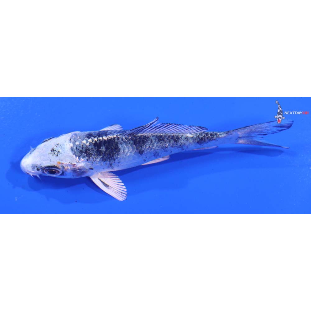 3.5” Imported Gin Shiro Bekko