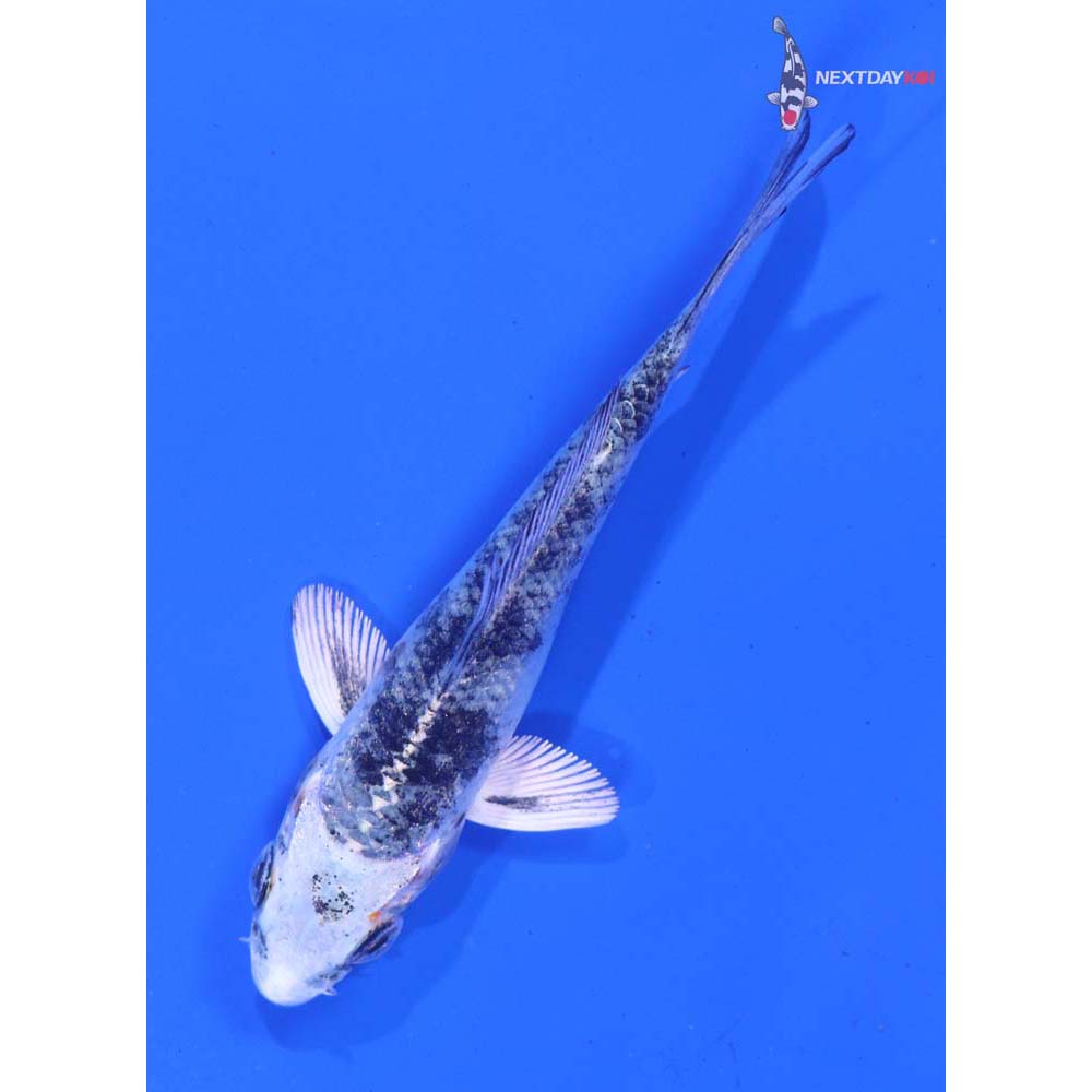 3.5” Imported Gin Shiro Bekko