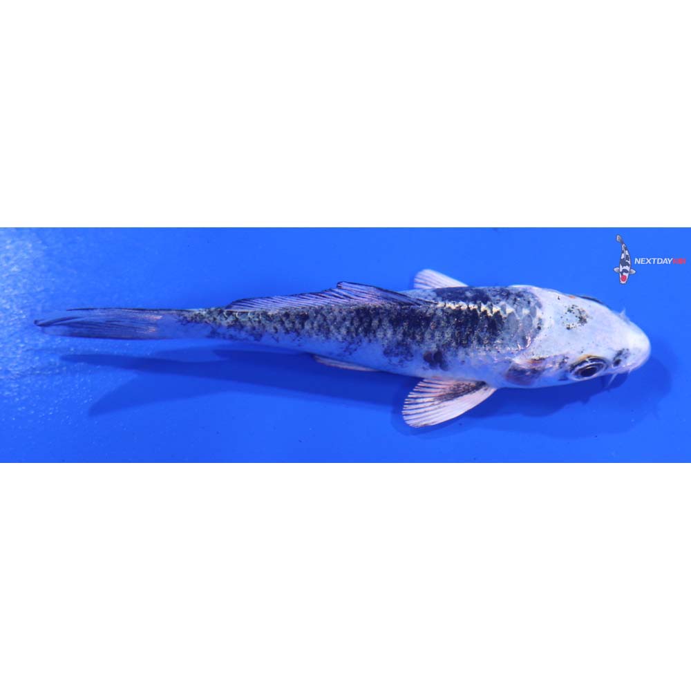 3.5” Imported Gin Shiro Bekko