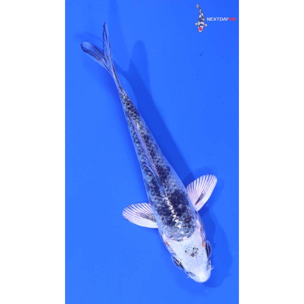 3.5” Imported Gin Shiro Bekko