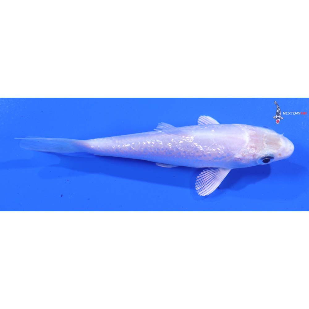 3.5” Imported Gin Rin Platinum Ogon