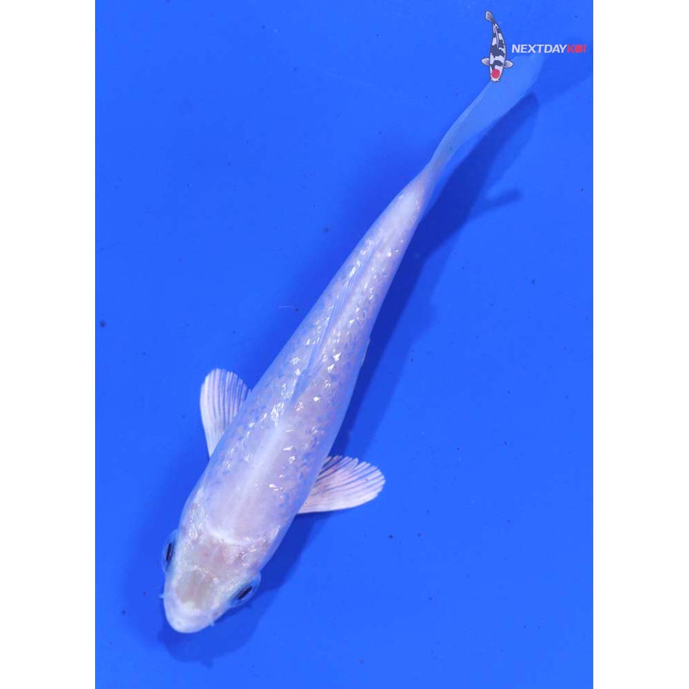 3.5” Imported Gin Rin Platinum Ogon