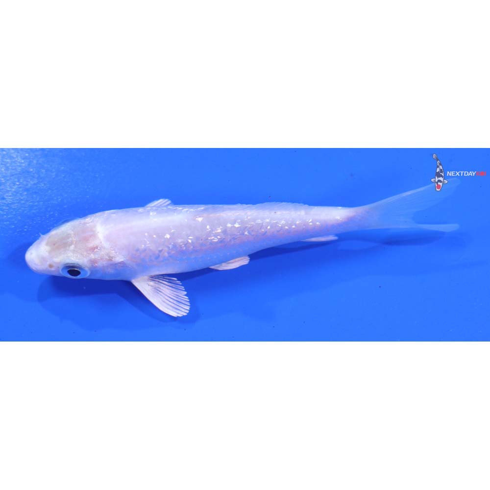 3.5” Imported Gin Rin Platinum Ogon