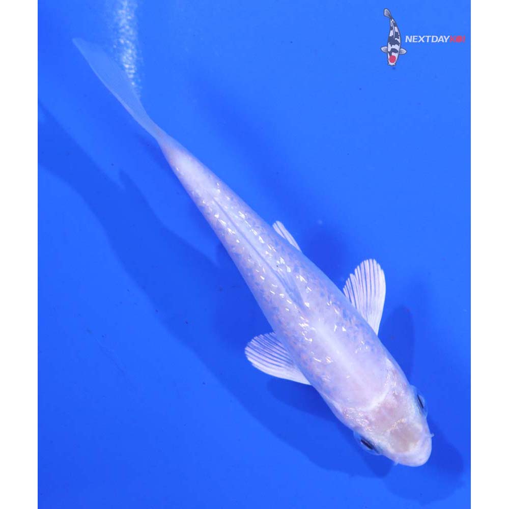 3.5” Imported Gin Rin Platinum Ogon