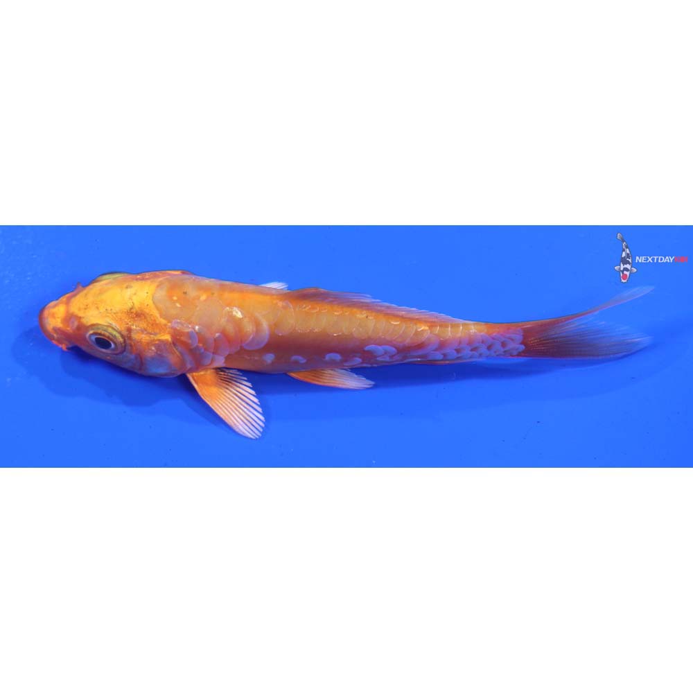 4” Imported Doitsu Orenji Ogon