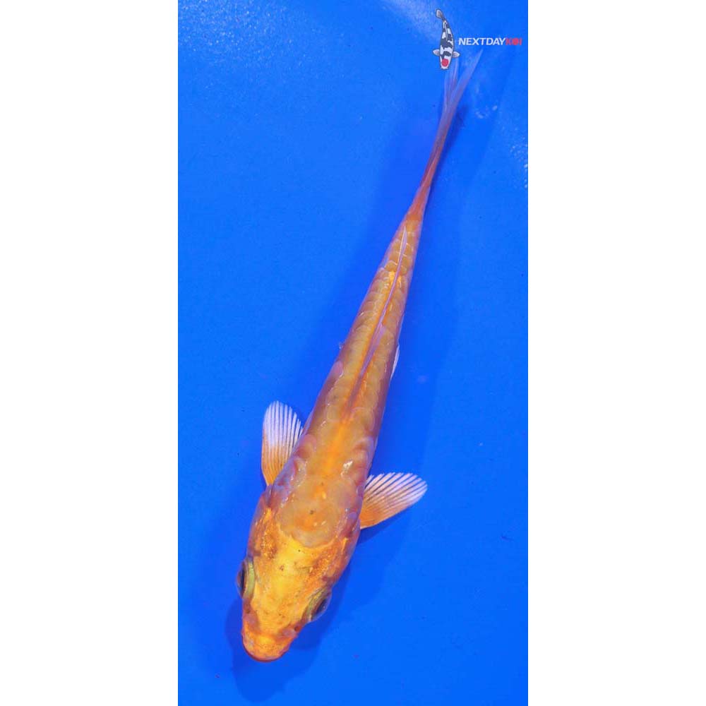 4” Imported Doitsu Orenji Ogon