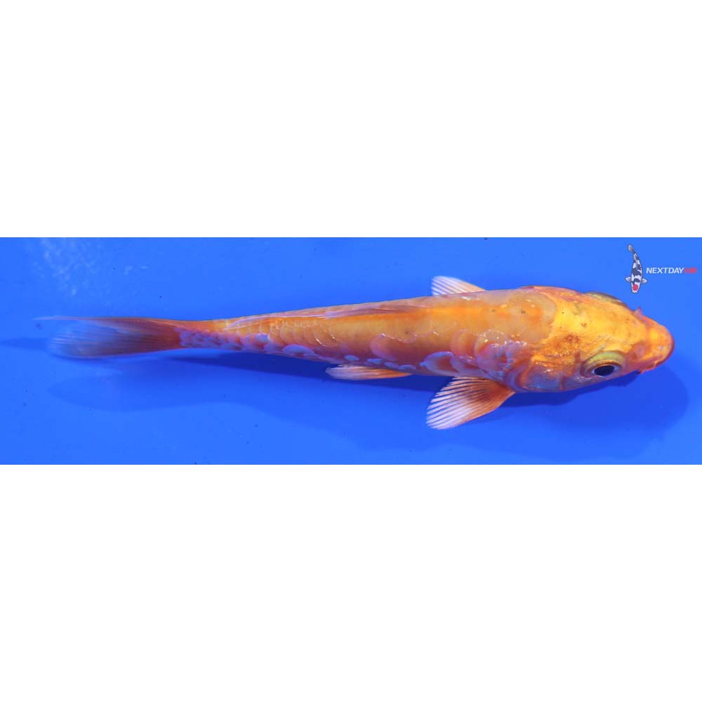 4” Imported Doitsu Orenji Ogon