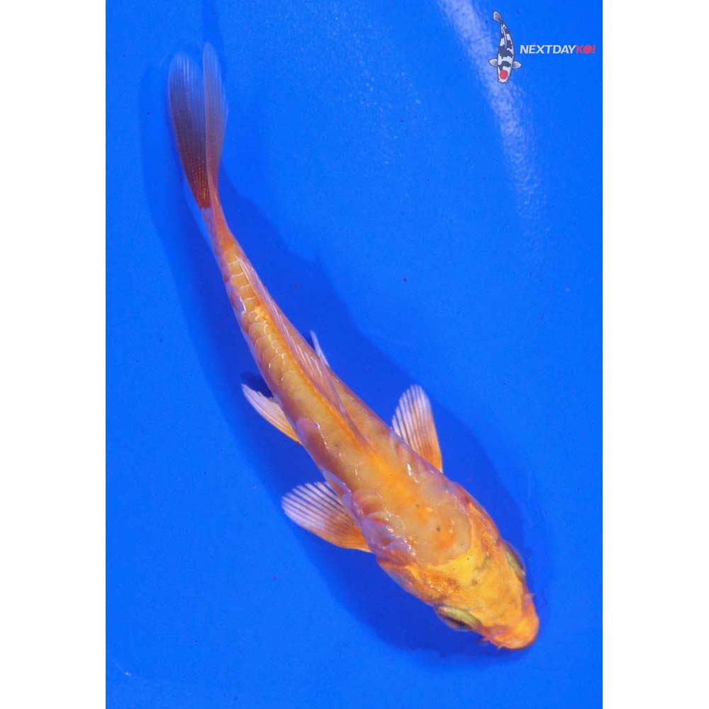 4” Imported Doitsu Orenji Ogon