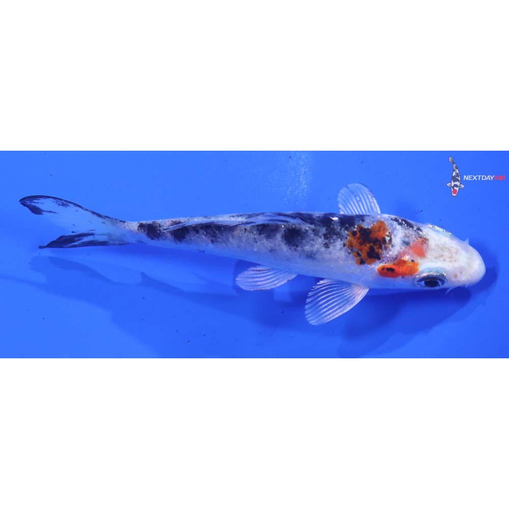 4” Imported Yamato Nishiki