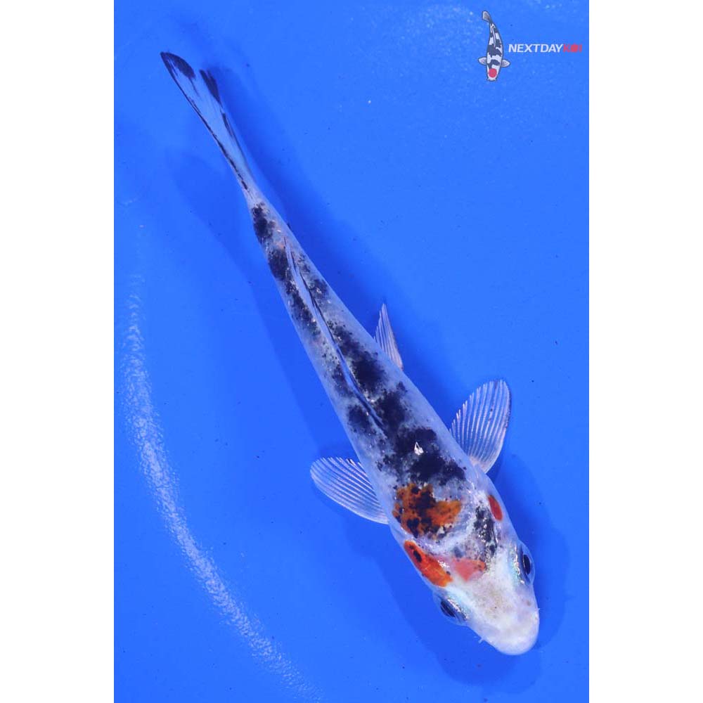4” Imported Yamato Nishiki