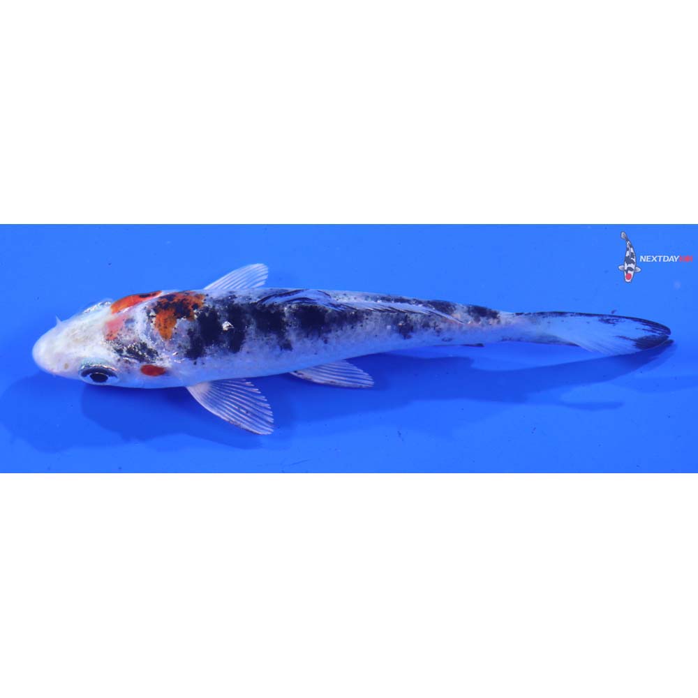 4” Imported Yamato Nishiki