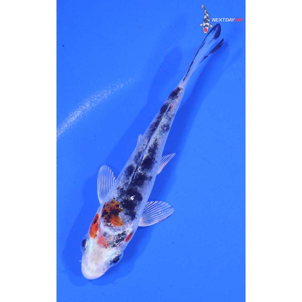 4” Imported Yamato Nishiki