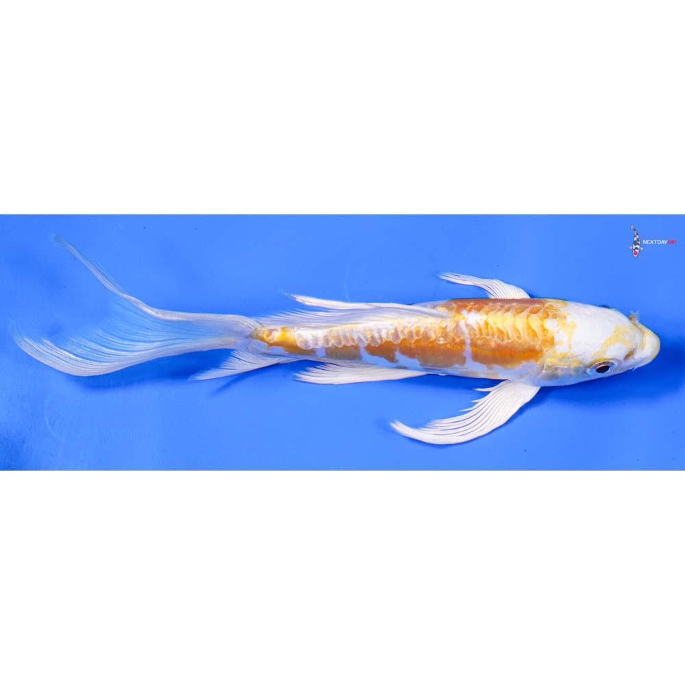 7” Imported Doitsu Lemon Hariwake Butterfly Koi